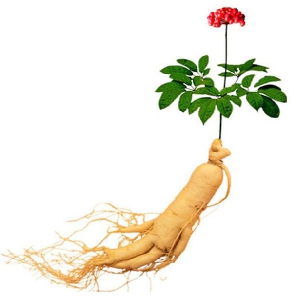 Root Ginseng în Xtrazex (1)